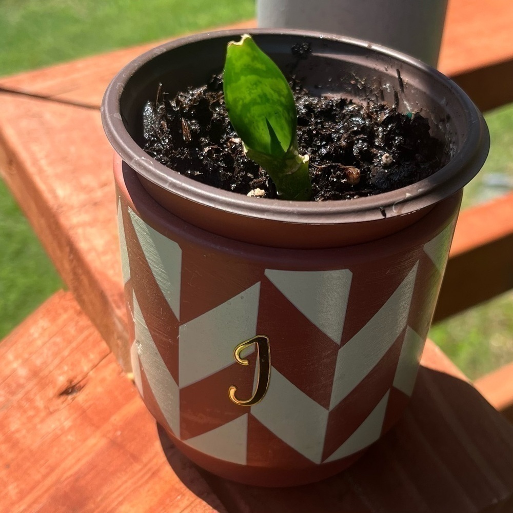 Baby Snake Plant in soil Potted In Mini Ceramic Planter 2.5โx 3.25โ. โJโ Initial - Picture 3 of 6